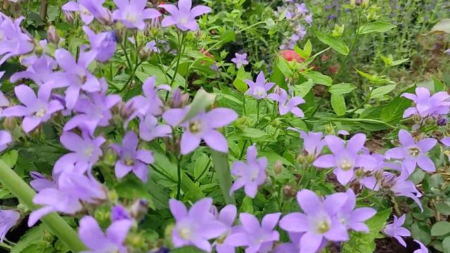 Компаньоны для РОЗ сложных оттенков смотреть онлайн