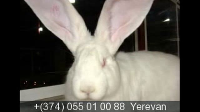 Немецкий Ризен Гигант. Deutsche Riesen смотреть онлайн