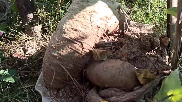 Baobab Tree | Adansonia Bobsai under Training | Kalpavriksha Plant | Baobab Tree In Assam смотреть онлайн