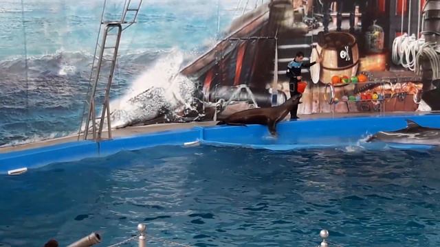 Дельфинарий Морская звезда #Лазаревское 2018 смотреть онлайн