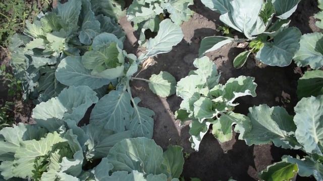 ЧЕМ ПОДКОРМИТЬ КАПУСТУ В ИЮЛЕ. Не завязываются кочаны на капусте? Дайте капусте БОР! смотреть онлайн