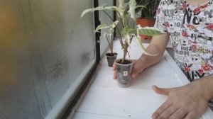 Топ 10 Самых Дорогих Сингониумов /Новая рубрика