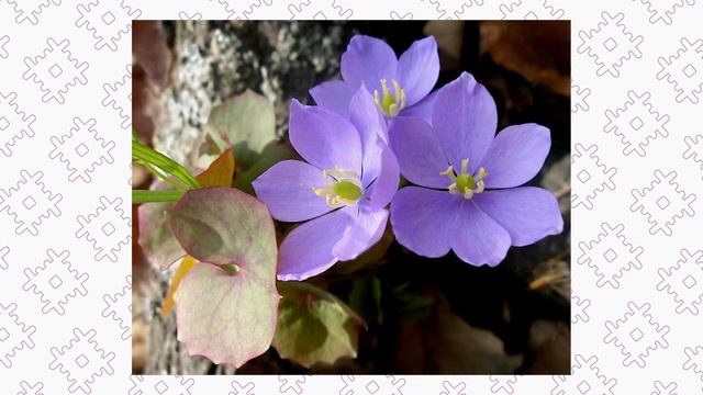 Джефферсония  сомнительная и Хлорант японский. Весеннецветущие почвопокровники Дальнего Востока.