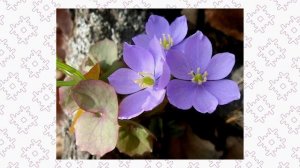 Джефферсония  сомнительная и Хлорант японский. Весеннецветущие почвопокровники Дальнего Востока.