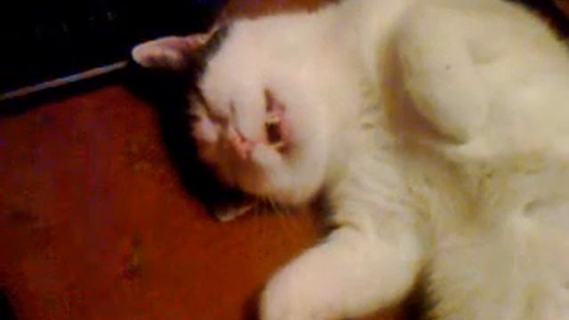 Память о моём старом коте который умер:-*(( смотреть онлайн