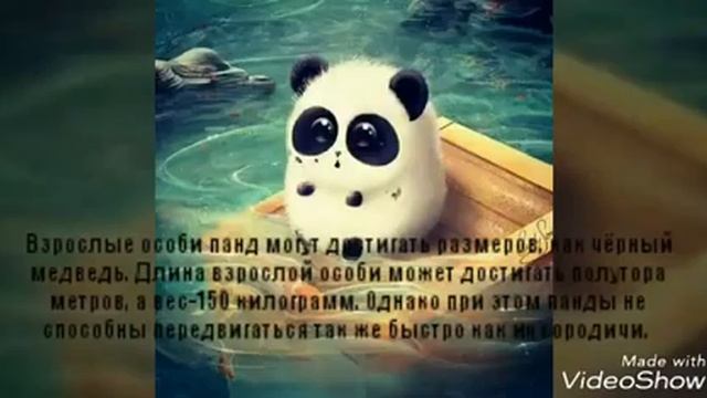 Удивительные факты о пандах часть 2 смотреть онлайн