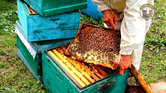 Матку в пчелиную семью за 5 секунд Что стало с матками осмотр