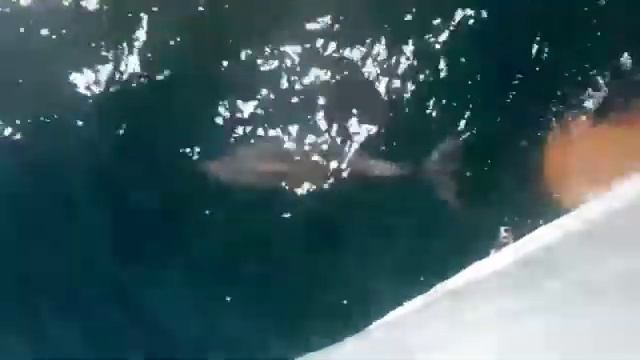 Прогулка по морю. Дельфины. смотреть онлайн