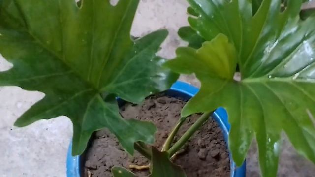 166.How to grow and care Philodendron Selloum indoor best plant ???? смотреть онлайн