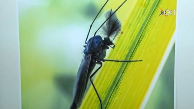 Профессионал Владимир Дубровин раскрыл секреты создания макрофотографии смотреть онлайн