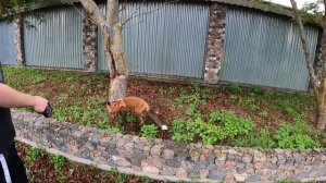 ЛИСУ НАПУГАЛ АГРЕССИВНЫЙ АЛАБАЙ (часть 1) ИДЕМ В ЛЕС!