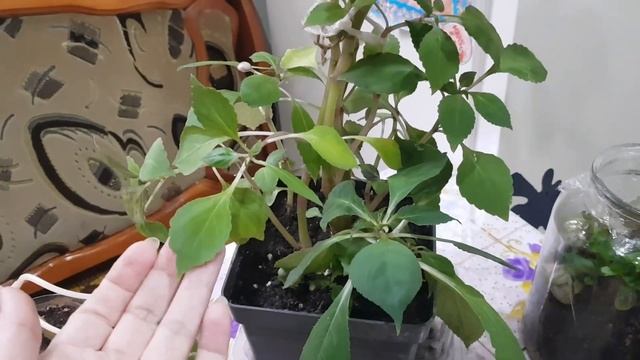 Дом в цветах// Сажаю аглаонему//Пересаживаю новый филодендрон. смотреть онлайн