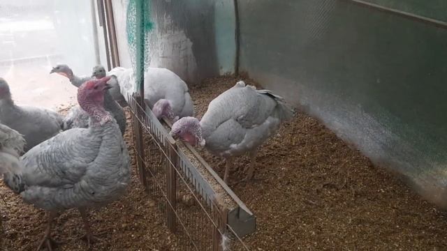 Индюшка/наседка-отлично!Но, яйц индюшиных тоже хочется! Как поднять индюшку с гнезда?Варианты есть! смотреть онлайн