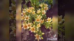 @Tik Tok С днём рождения!
