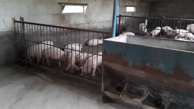 Работаем дальше! Откорм свиней. Свиноводство. смотреть онлайн