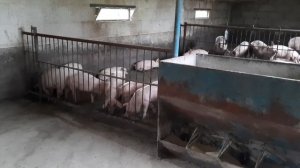 Работаем дальше! Откорм свиней. Свиноводство.