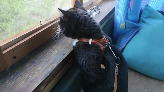 ✨Кошка Брошка впервые на даче смотреть онлайн