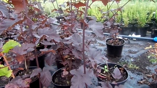 Растение Пузыреплодник калинолистный Диабло Д'ОР v 3-5, Tim купить в интернет-магазине Hoga.ru смотреть онлайн