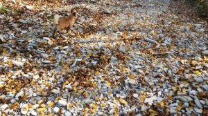 Охота на вальдшнепа осенью