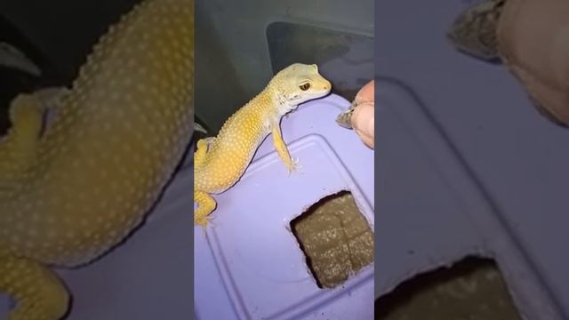 Эублефар Банана кушает тараканов. Всегда придирчиво рассмотрев их перед этим...