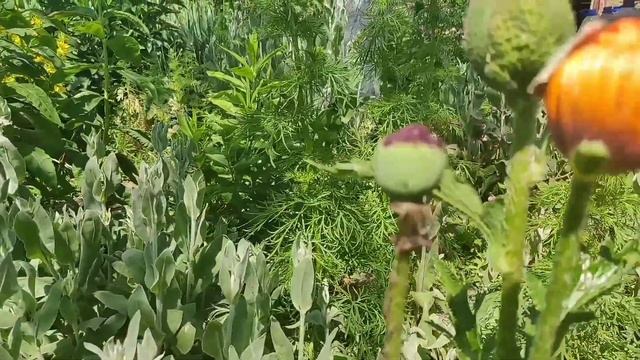 Красивые цветы в саду ? Вальс цветов - Чайковский! ? Flowers ❇️ смотреть онлайн