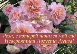 Роза, с которой начался мой сад. Невероятная Августа Луиза!