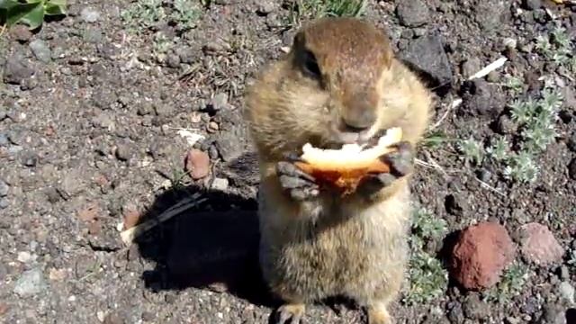 Еврашка кушает =) смотреть онлайн