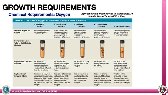 Microbial Growth Requirements MP Balolong смотреть онлайн