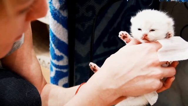 Котята увидели мир смотреть онлайн