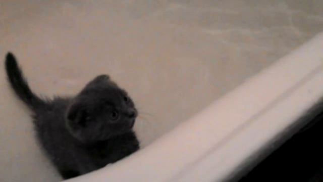 Как надо мыть кота по мужски смотреть онлайн