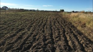 как правильно выбрать сорт малины для осенней #Бизнесвыращивание #БизнесИдеи