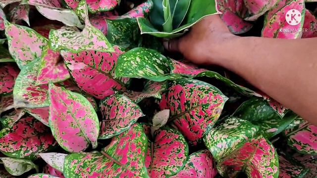 PANEN AGLAONEMA KOLEKSI DAN AGLAONEMA BISA 1000 BATANG DARI SUNGKUPAN смотреть онлайн