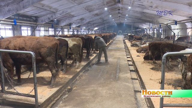 Фермер из Искитимского района построила современный коровник смотреть онлайн