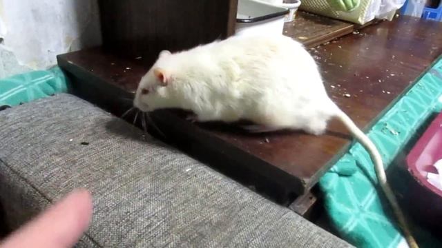 Кусачие крысы, или стадо вистаров - альбиносов. (Fancy Rats | Декоративные Крысы) смотреть онлайн