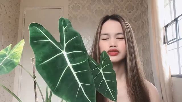 How I Save My Alocasia Frydek (Alocasia Frydek)