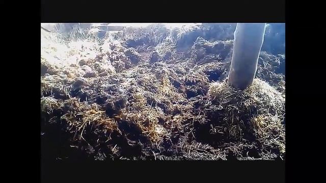 Коровник на 40 коров и уборка из него навоза смотреть онлайн