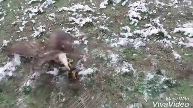 ловушка на ястреба тетеревятника смотреть онлайн