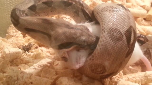 Удав ест мышь. Boa eating a mouse смотреть онлайн
