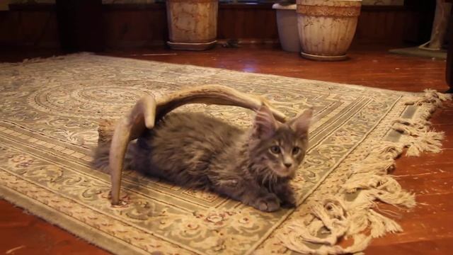 котенок мейн кун Royal legacy`s Steave Jobs смотреть онлайн