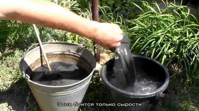 Как подкормить огурцы золой в открытом грунте и теплице, и что это даст будущему урожаю смотреть онлайн