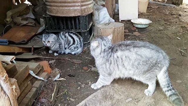 Домашняя кошка первый раз на улице смотреть онлайн