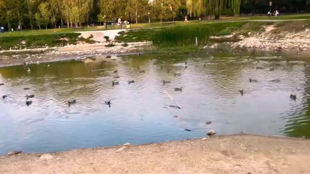 Уточки Настоящие животные видео для детей смотреть онлайн