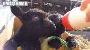 Милые и забавные маленькие Козы -  милые и забавные малыши Козы  -  [NEW!] HD