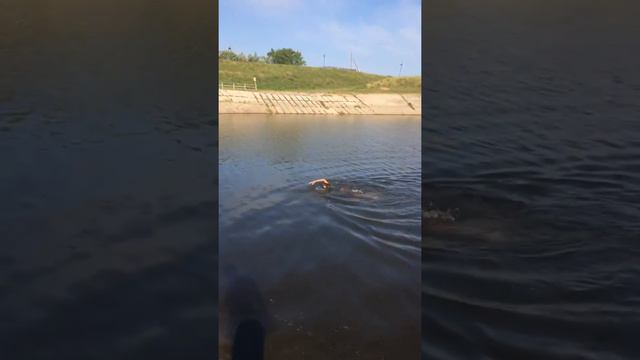 Упал в воду и не может выбраться смотреть онлайн
