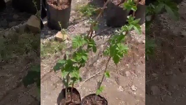 Малина Желтый Гигант смотреть онлайн