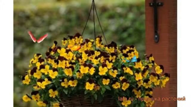 Виола ампельная Ред Винг ? ампельная виола Ред Винг обзор: как сажать, семена виолы Ред Винг смотреть онлайн