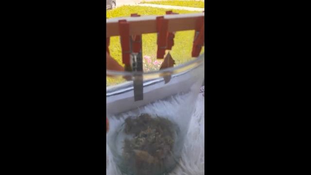 Рождение бабочки смотреть онлайн