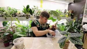 РАЗВЕДЕНИЕ КОМНАТНЫХ РАСТЕНИЙ ПРОВЕРЕННЫЙ СПОСОБ АЛОКАЗИЯ ШКУРА ДРАКОНА И АЛОКАЗИЯ СИЛЬВЕР ДРАКОН