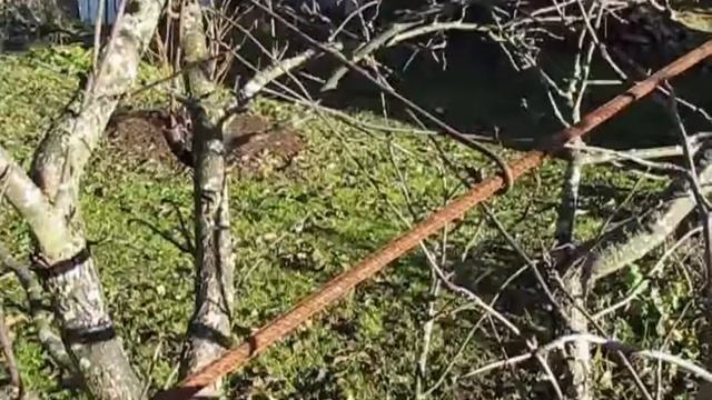 ЧЕМ ОБРАБОТАТЬ ЯБЛОНЮ Дача Сад Садоводство Огород Полезные советы смотреть онлайн