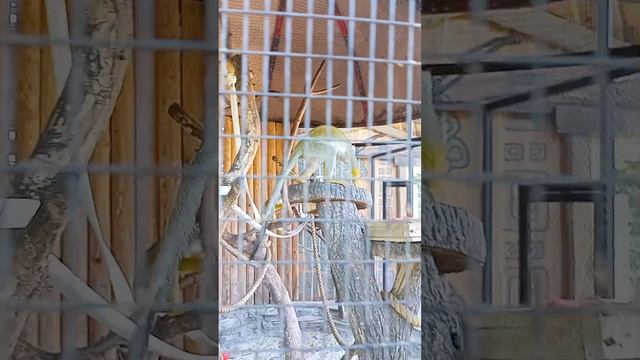 пару малинки смотреть онлайн